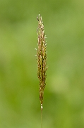 David Plant Photography - Wildlife Photography - Sweet vernal grass - A