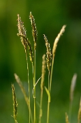 David Plant Photography - Wildlife Photography - Sweet vernal grass - B