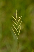 David Plant Photography - Wildlife Photography - Tor grass - A