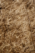 David Plant Photography - Wildlife Photography - Tufted hair-grass - B