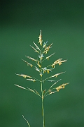 David Plant Photography - Wildlife Photography - Upright brome - A