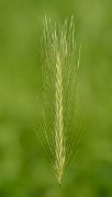 David Plant Photography - Wildlife Photography - Wall barley - A
