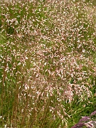 David Plant Photography - Wildlife Photography - Wavy hair-grass - B