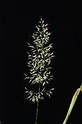 David Plant Photography - Wildlife Photography - Yellow oat-grass - A