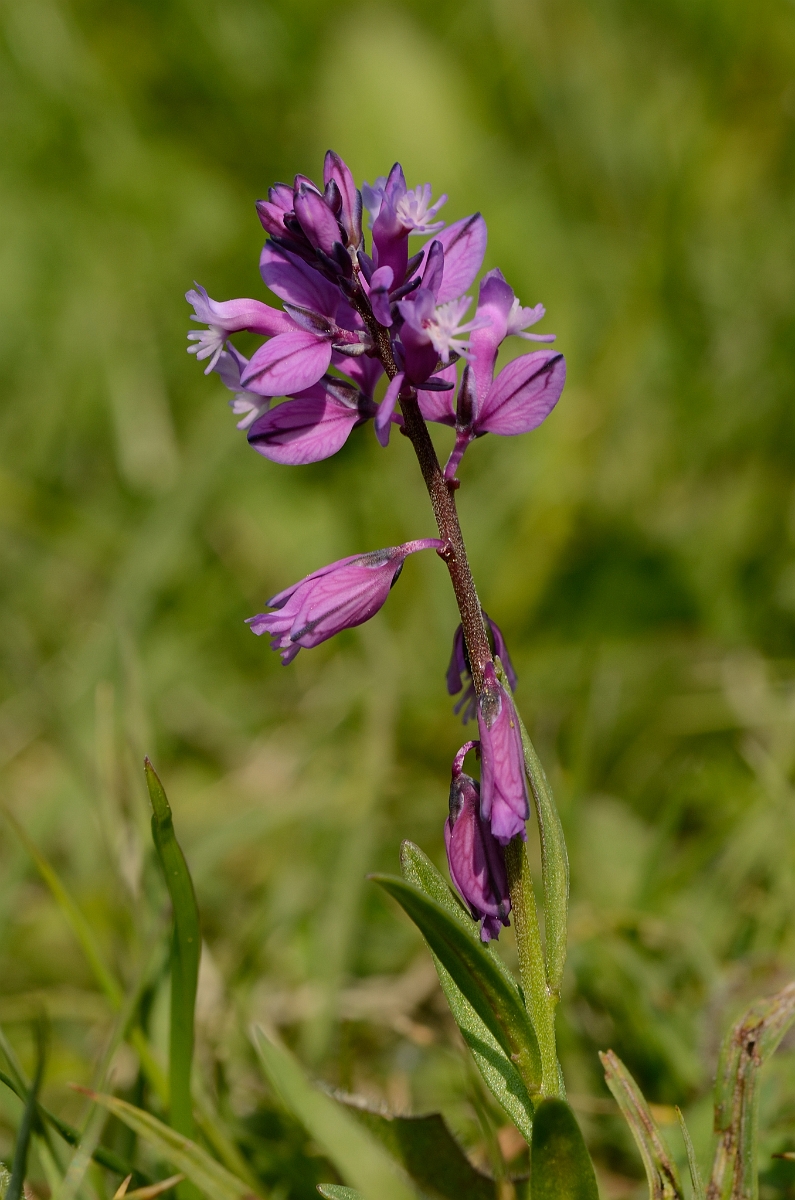 David Plant Photography - Wildlife Photography - Common milkwort - A.jpg - Common milkwort, pink colour form - Bedfordshire