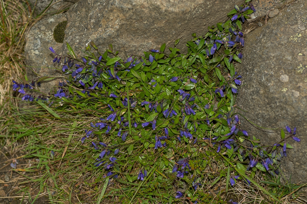 David Plant Photography - Wildlife Photography - Common milkwort - C.jpg - Common milkwort - Perthshire