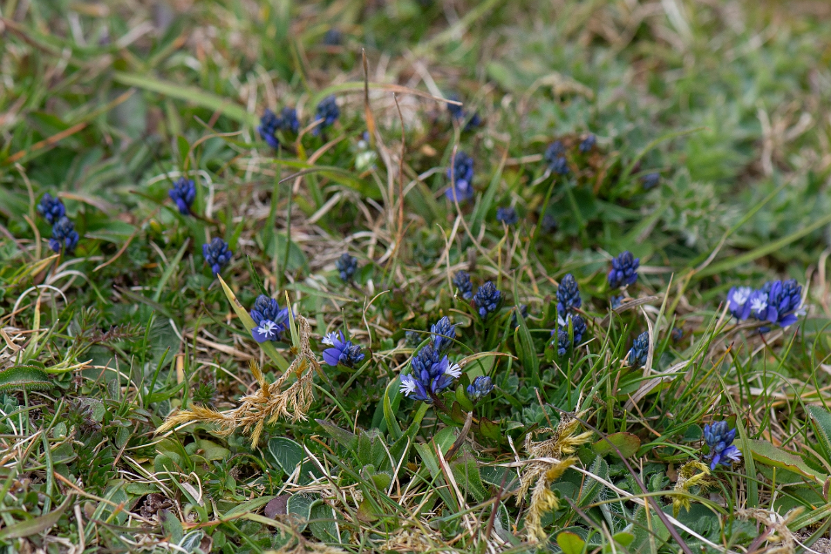 David Plant Photography - Wildlife Photography - Common milkwort - D.JPG - Common milkwort - Hampshire