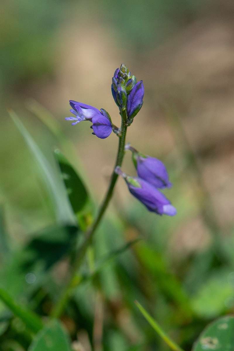David Plant Photography - Wildlife Photography - Common milkwort - E.JPG - Common milkwort - Somerset