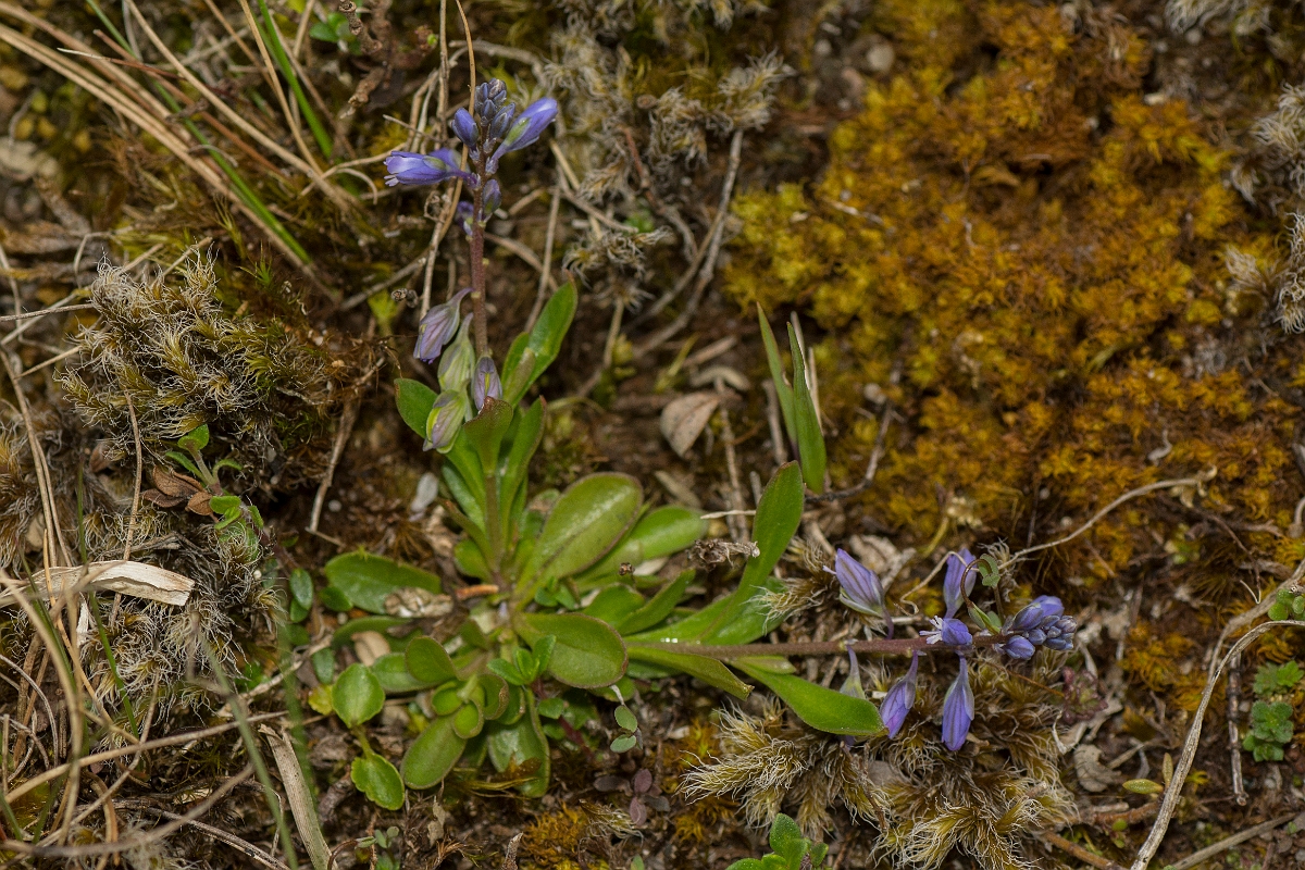 David Plant Photography - Wildlife Photography - Dwarf milkwort - B.jpg - Dwarf milkwort - County Durham
