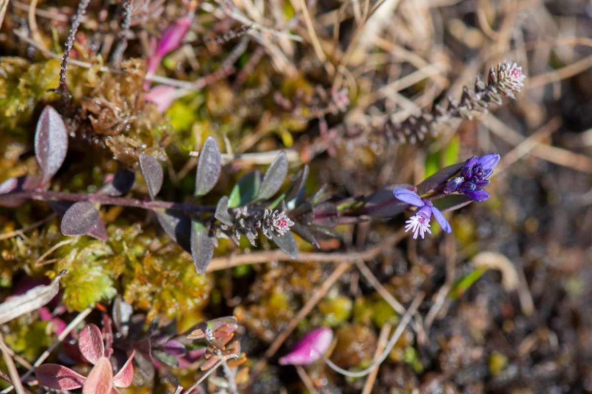 David Plant Photography - Wildlife Photography - Heath milkwort - A.JPG - Heath milkwort - Dorset