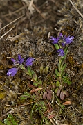 David Plant Photography - Wildlife Photography - Dwarf milkwort - A