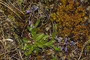 David Plant Photography - Wildlife Photography - Dwarf milkwort - B