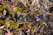David Plant Photography - Wildlife Photography - Heath milkwort - A