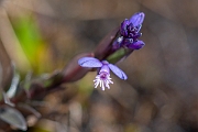 David Plant Photography - Wildlife Photography - Heath milkwort - B