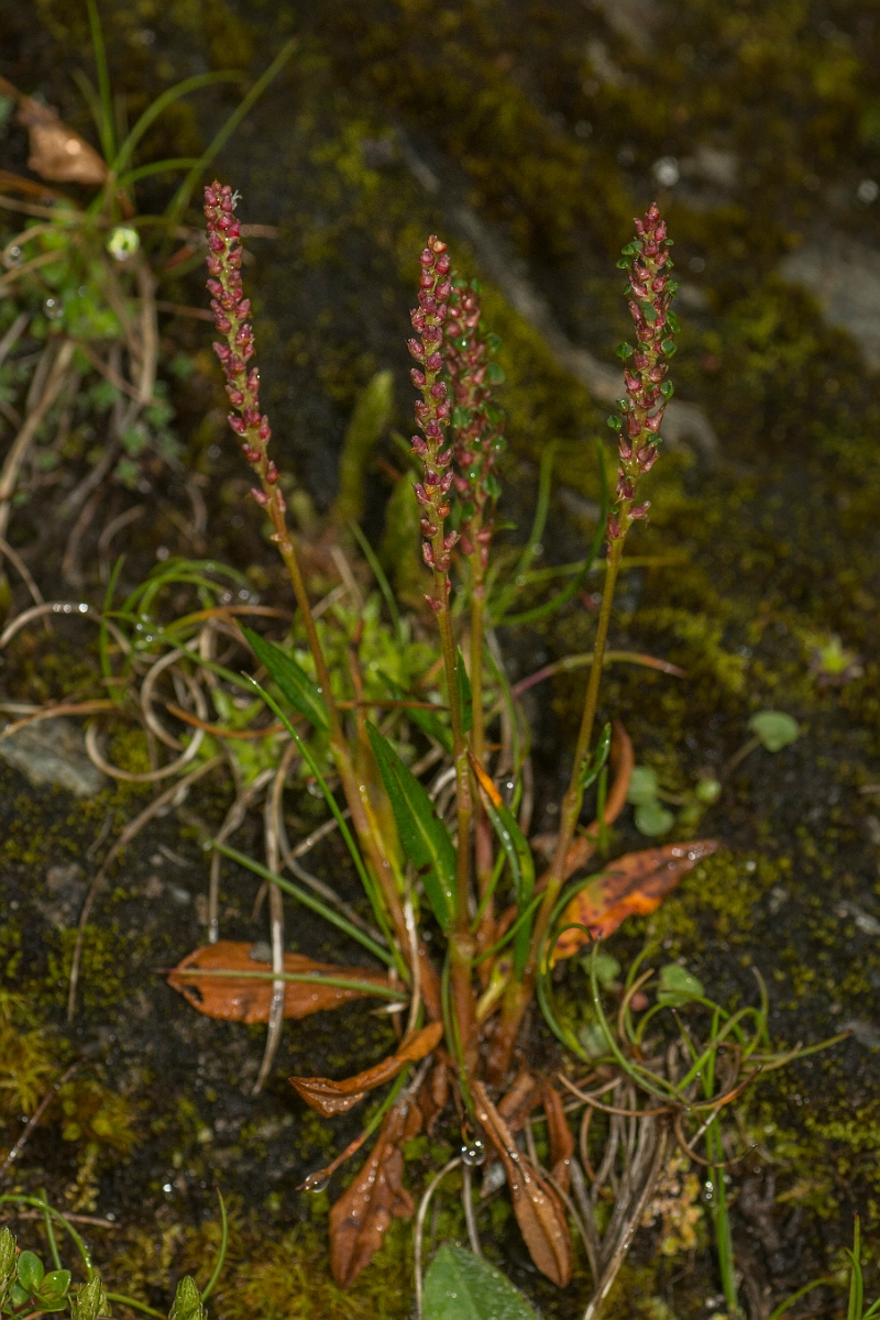 David Plant Photography - Wildlife Photography - Alpine bistort - B.jpg - Alpine bistort - Perthshire