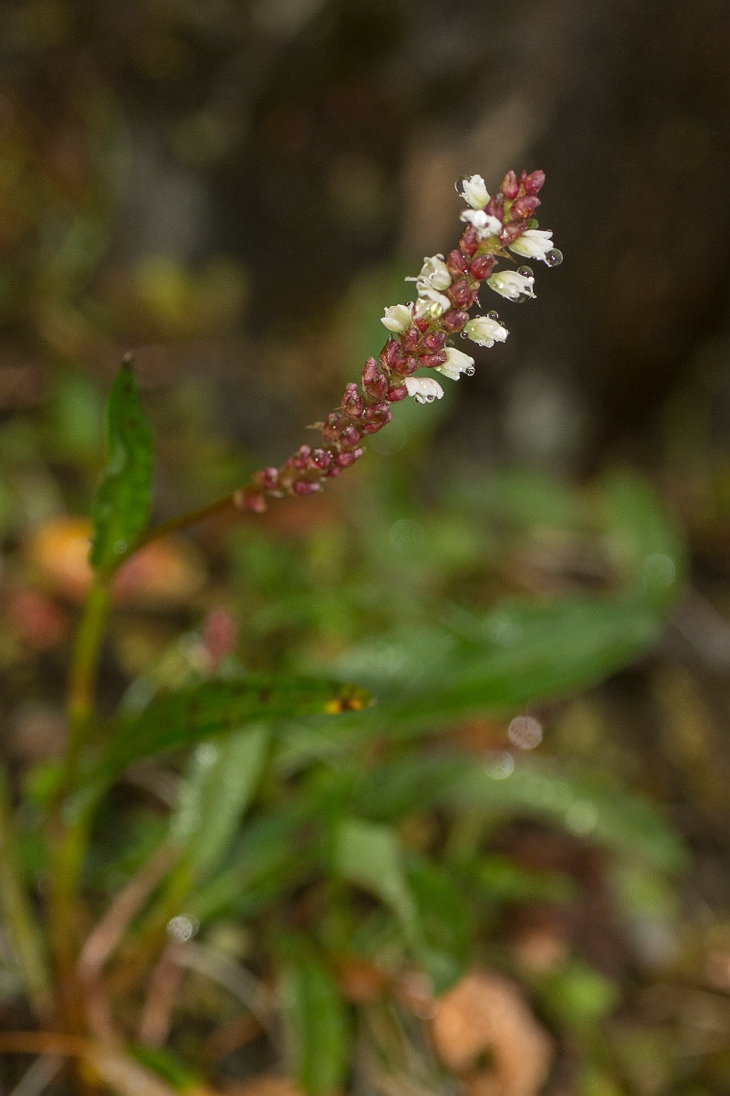 David Plant Photography - Wildlife Photography - Alpine bistort - C.jpg - Alpine bistort - Perthshire