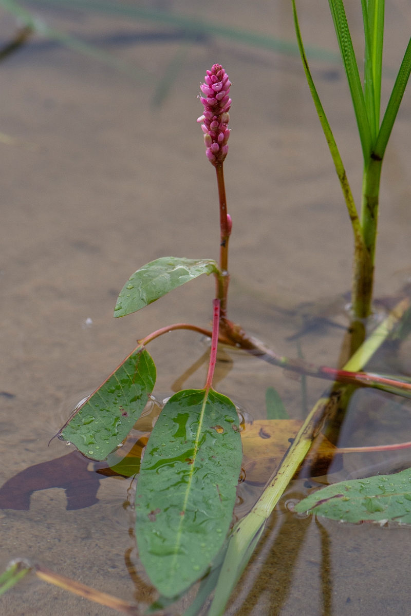 David Plant Photography - Wildlife Photography - Amphibious bistort - B.JPG - Amphibious bistort - Bridgend