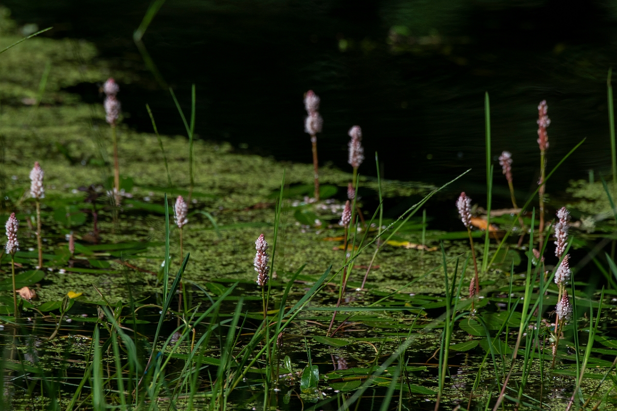 David Plant Photography - Wildlife Photography - Amphibious bistort - C.JPG - Amphibious bistort - Norfolk