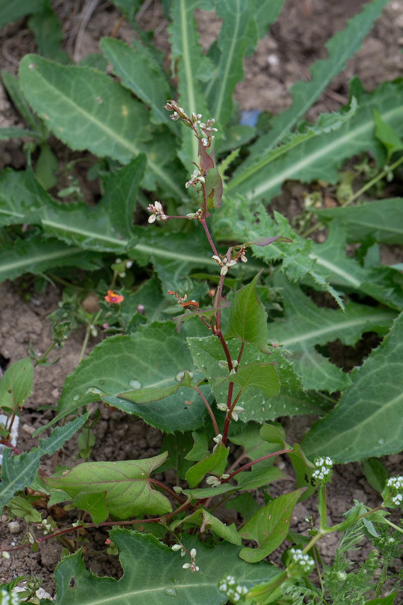 David Plant Photography - Wildlife Photography - Black bindweed - A.jpg - Black bindweed - Kent