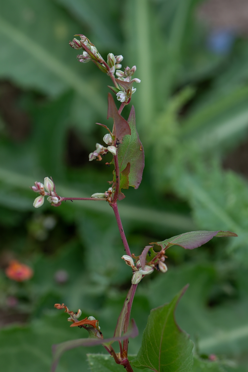 David Plant Photography - Wildlife Photography - Black bindweed - B.jpg - Black bindweed - Kent