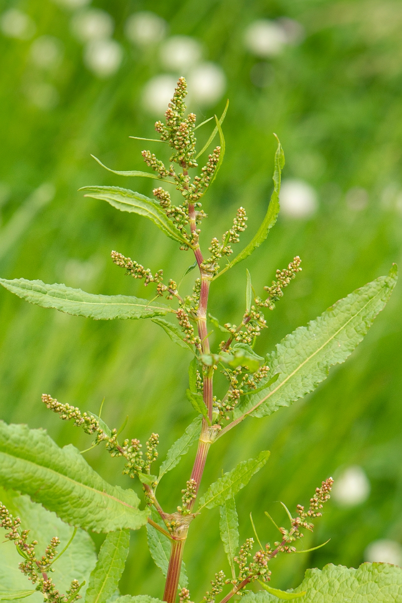 David Plant Photography - Wildlife Photography - Broad-leaved dock - A.JPG - Broad-leaved dock - Cambridgeshire