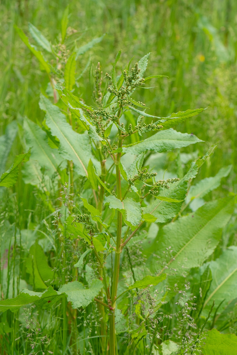 David Plant Photography - Wildlife Photography - Broad-leaved dock - B.JPG - Broad-leaved dock - Cambridgeshire