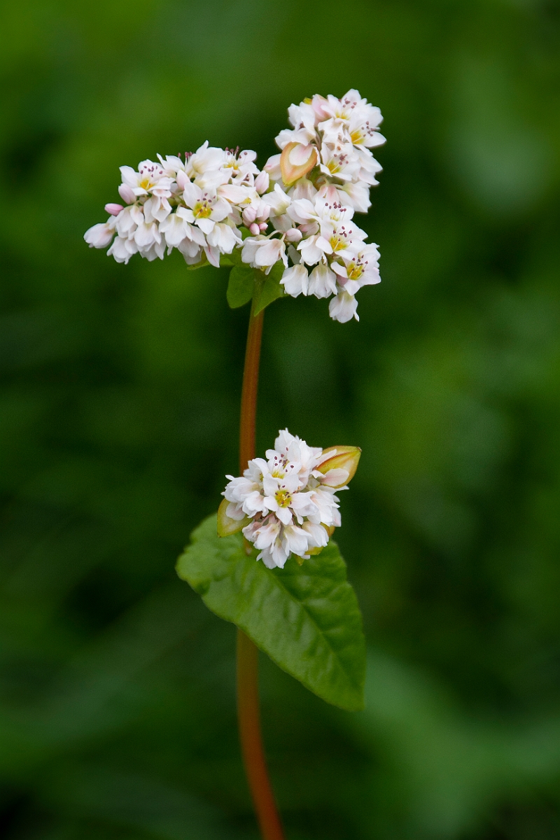 David Plant Photography - Wildlife Photography - Buckwheat - B.jpg - Buckwheat - Leicestershire