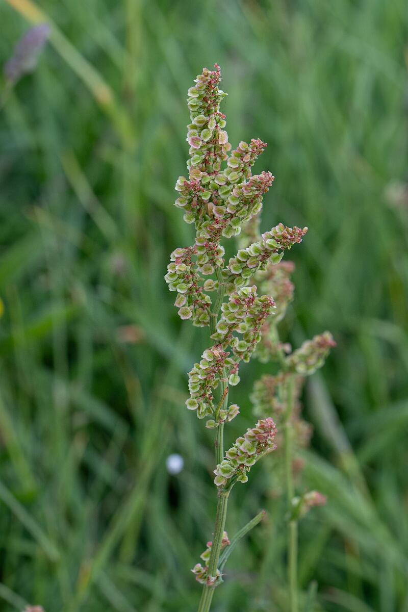 David Plant Photography - Wildlife Photography - Common sorrel - C.jpg - Common sorrel - Cornwall