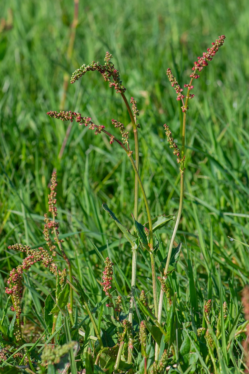 David Plant Photography - Wildlife Photography - Common sorrel- B.JPG - Common sorrel - Argyll