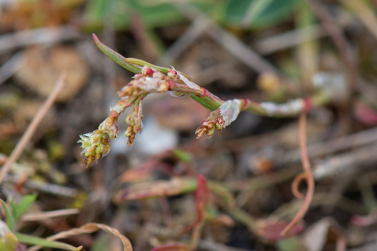 David Plant Photography - Wildlife Photography - Cornfield knotgrass - A.JPG - Cornfield knotgrass - Suffolk