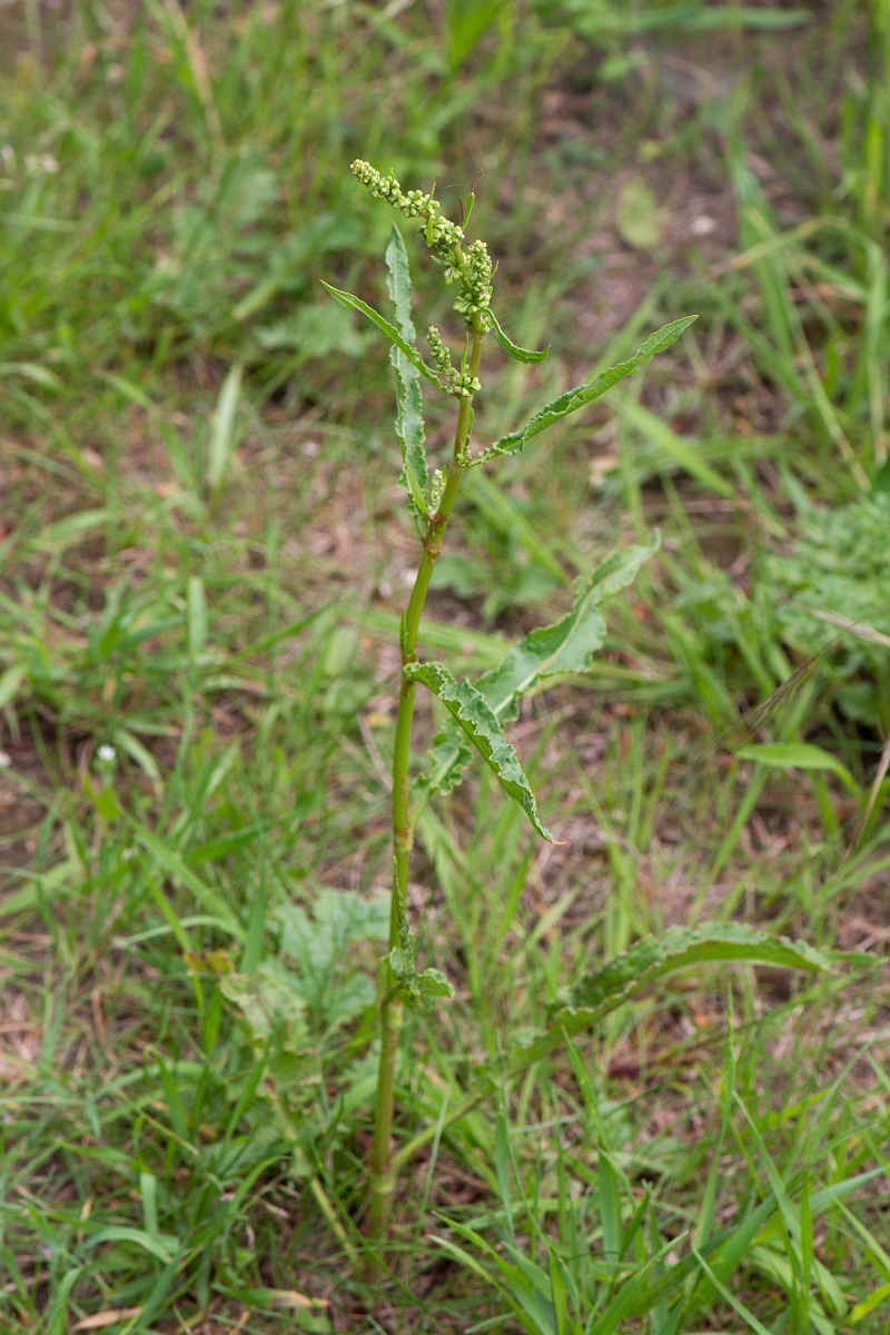 David Plant Photography - Wildlife Photography - Curled dock - A.JPG - Curled dock - Suffolk