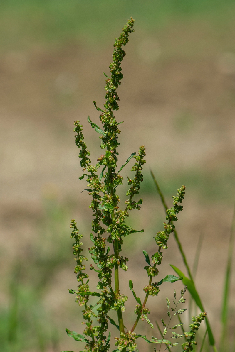 David Plant Photography - Wildlife Photography - Curled dock - B.JPG - Curled dock - Somerset
