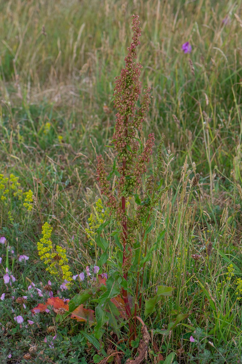 David Plant Photography - Wildlife Photography - Curled dock - D.JPG - Curled dock - Bridgend