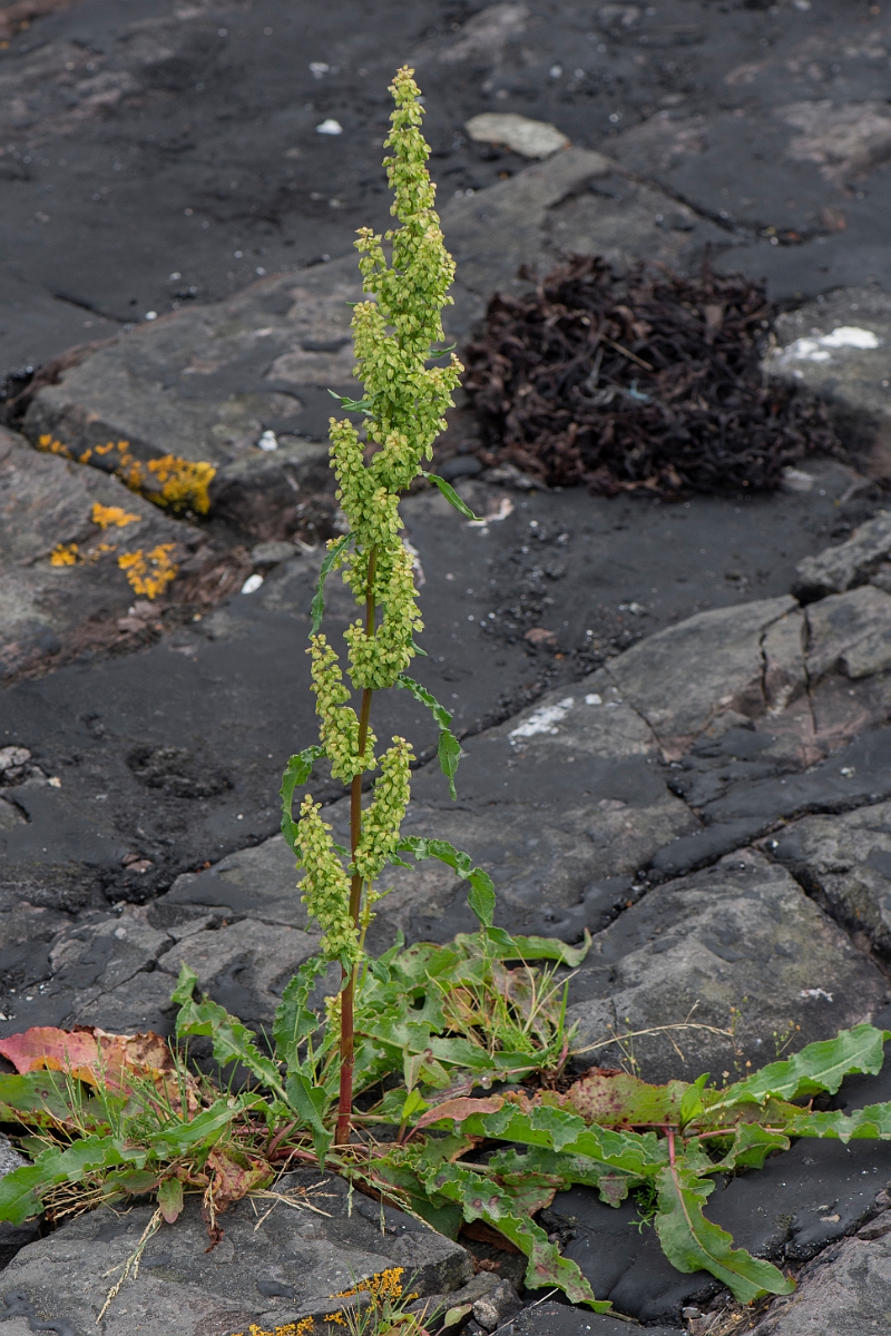 David Plant Photography - Wildlife Photography - Curled dock - E.JPG - Curled dock - Caithness