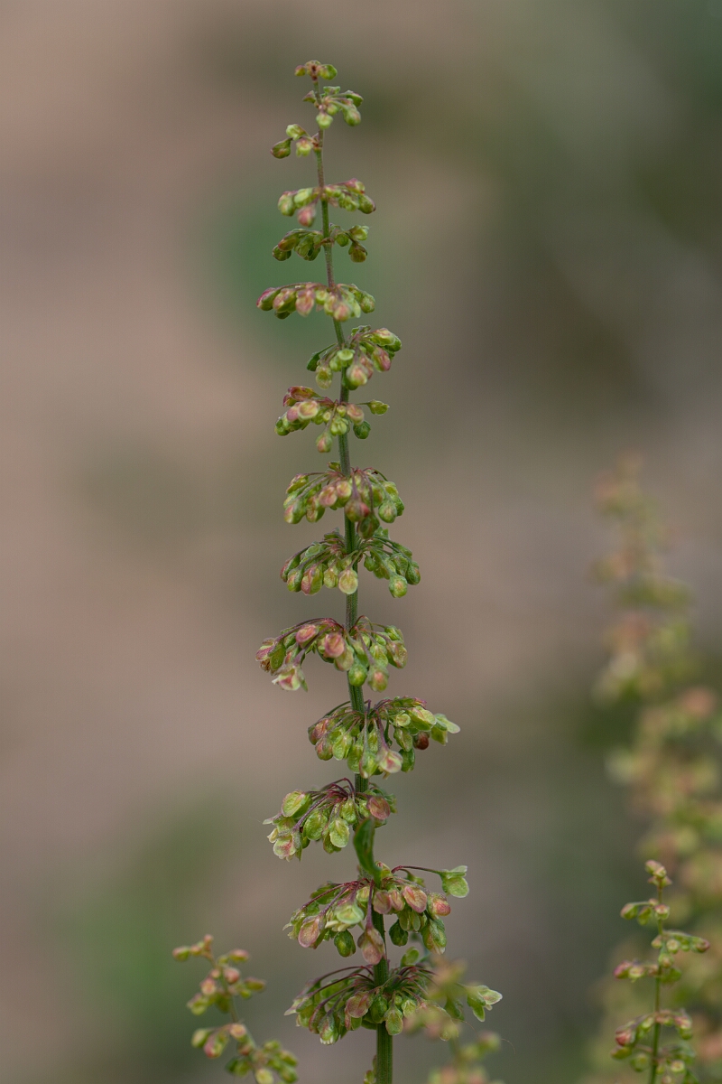 David Plant Photography - Wildlife Photography - Curled dock - G.jpg - Curled dock - Cornwall