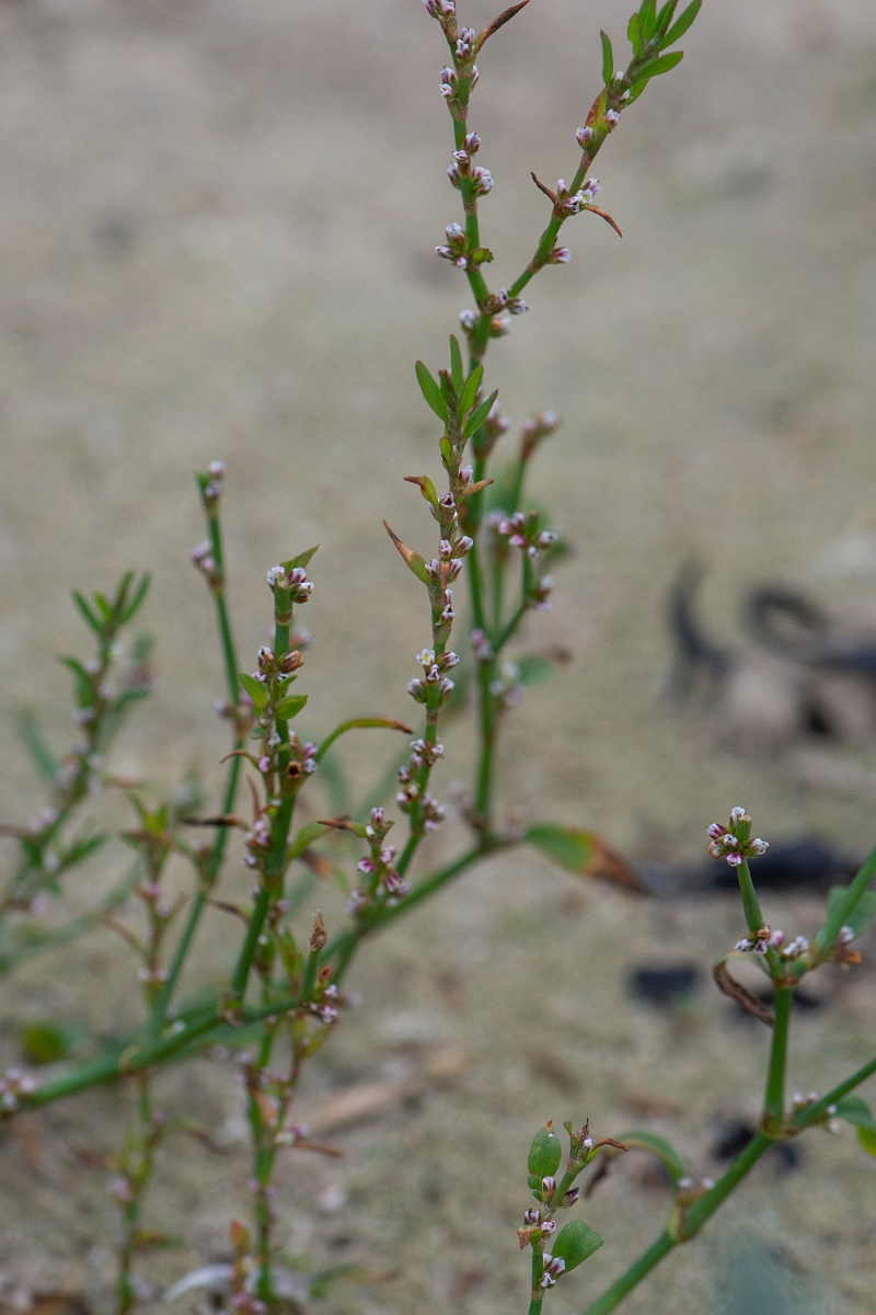 David Plant Photography - Wildlife Photography - Knotgrass - F.JPG - Knotgrass - Caithness
