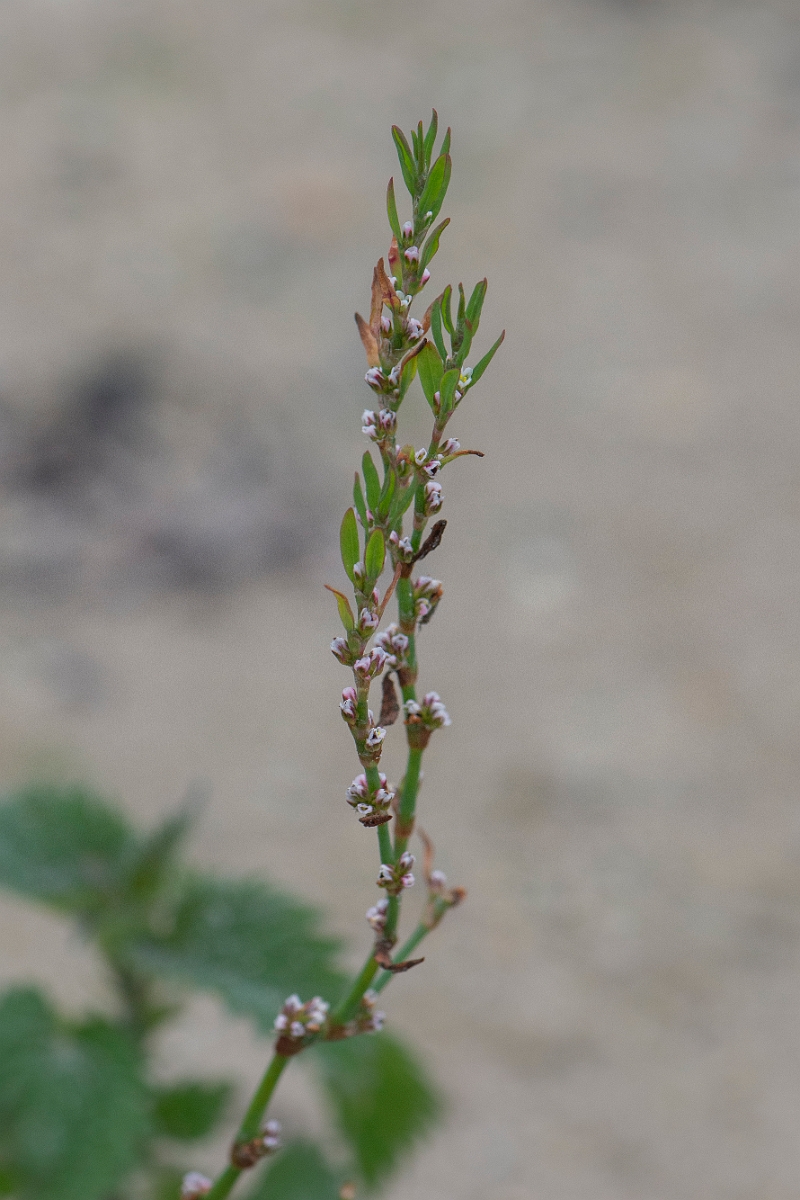 David Plant Photography - Wildlife Photography - Knotgrass - G.JPG - Knotgrass - Caithness