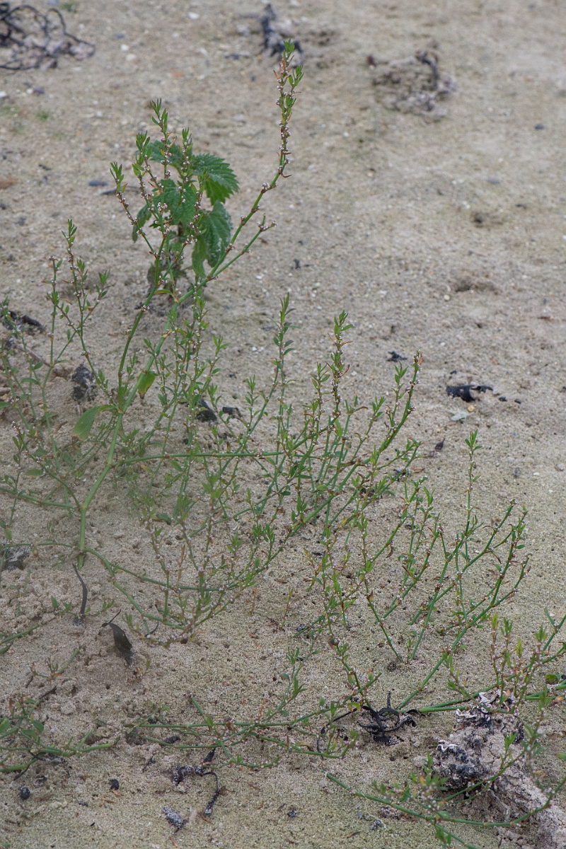 David Plant Photography - Wildlife Photography - Knotgrass - H.JPG - Knotgrass - Caithness