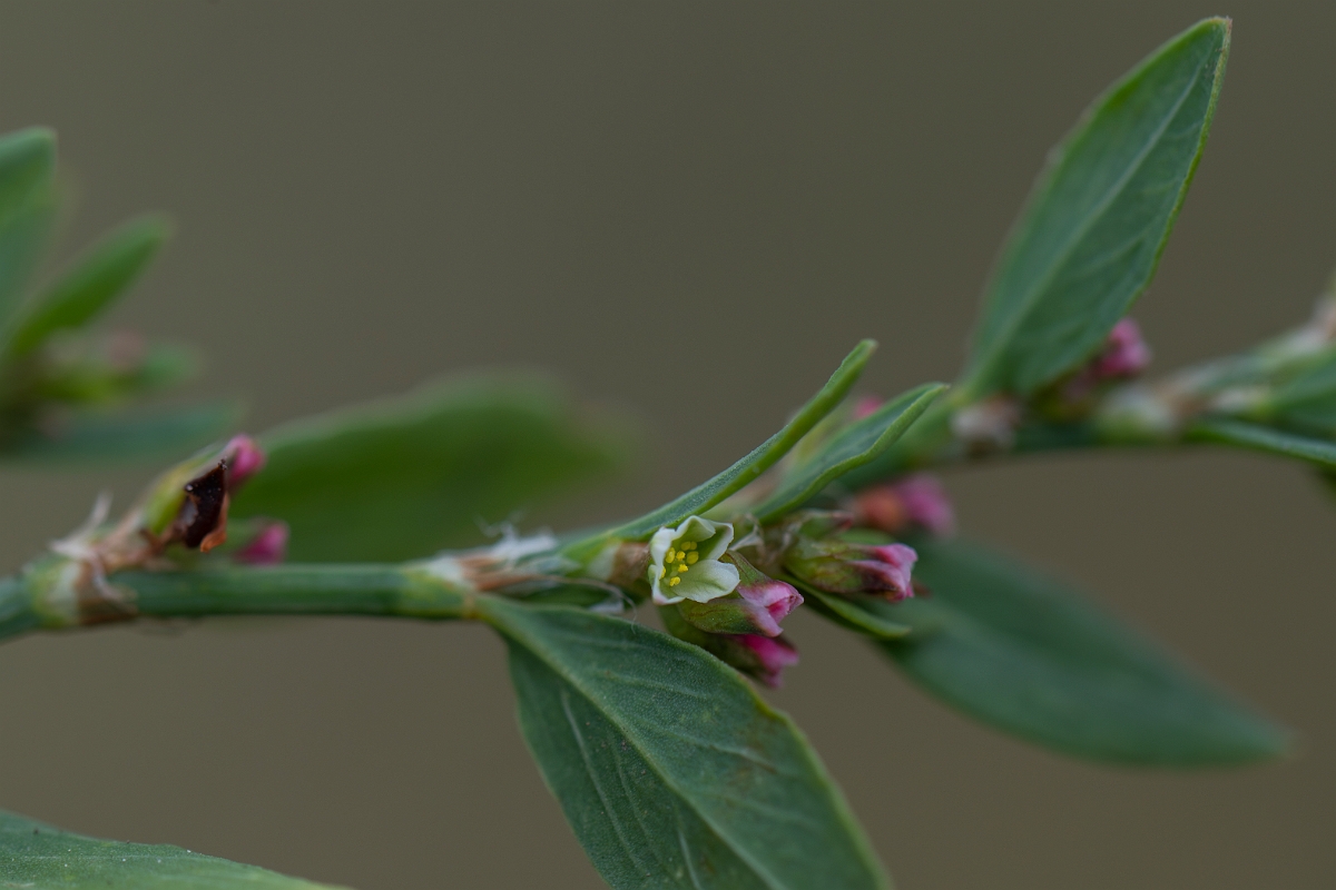 David Plant Photography - Wildlife Photography - Knotgrass - I.JPG - Knotgrass - Hertfordshire