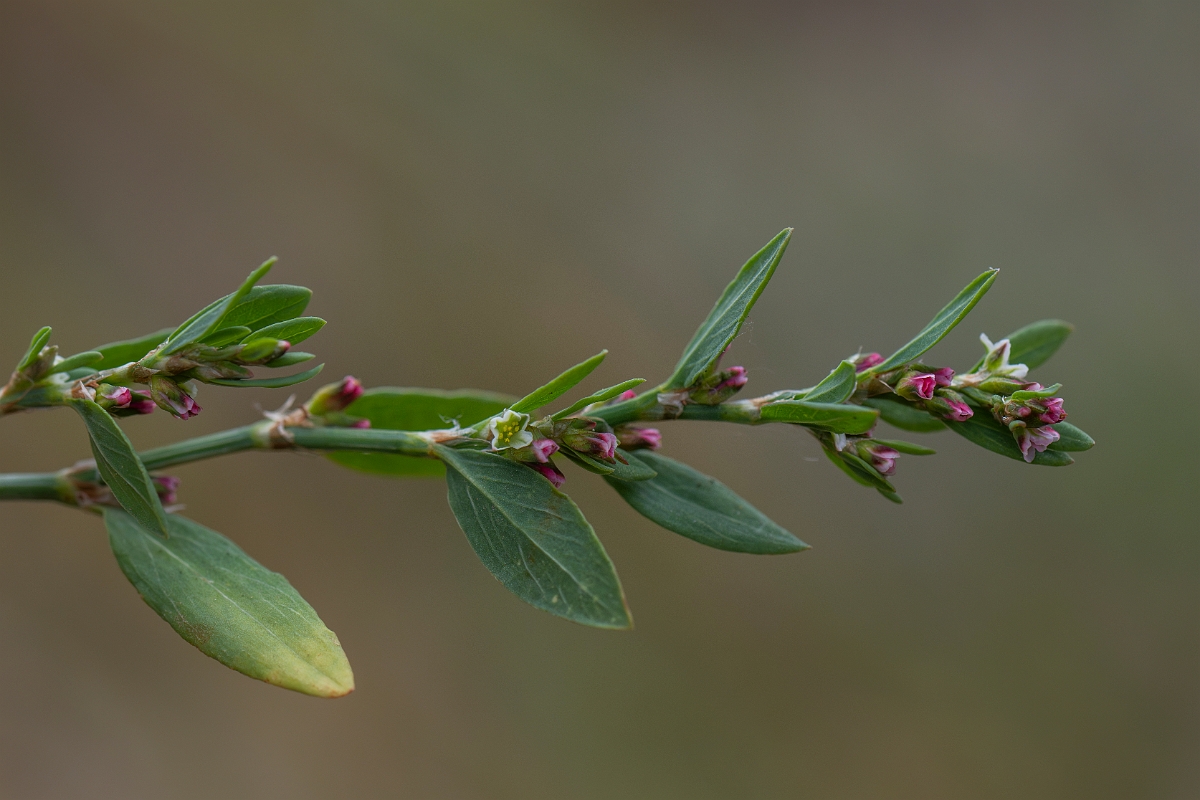 David Plant Photography - Wildlife Photography - Knotgrass - K.JPG - Knotgrass - Hertfordshire