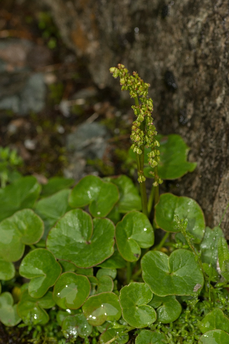 David Plant Photography - Wildlife Photography - Mountain sorrel - A.jpg - Mountain sorrel - Perthshire