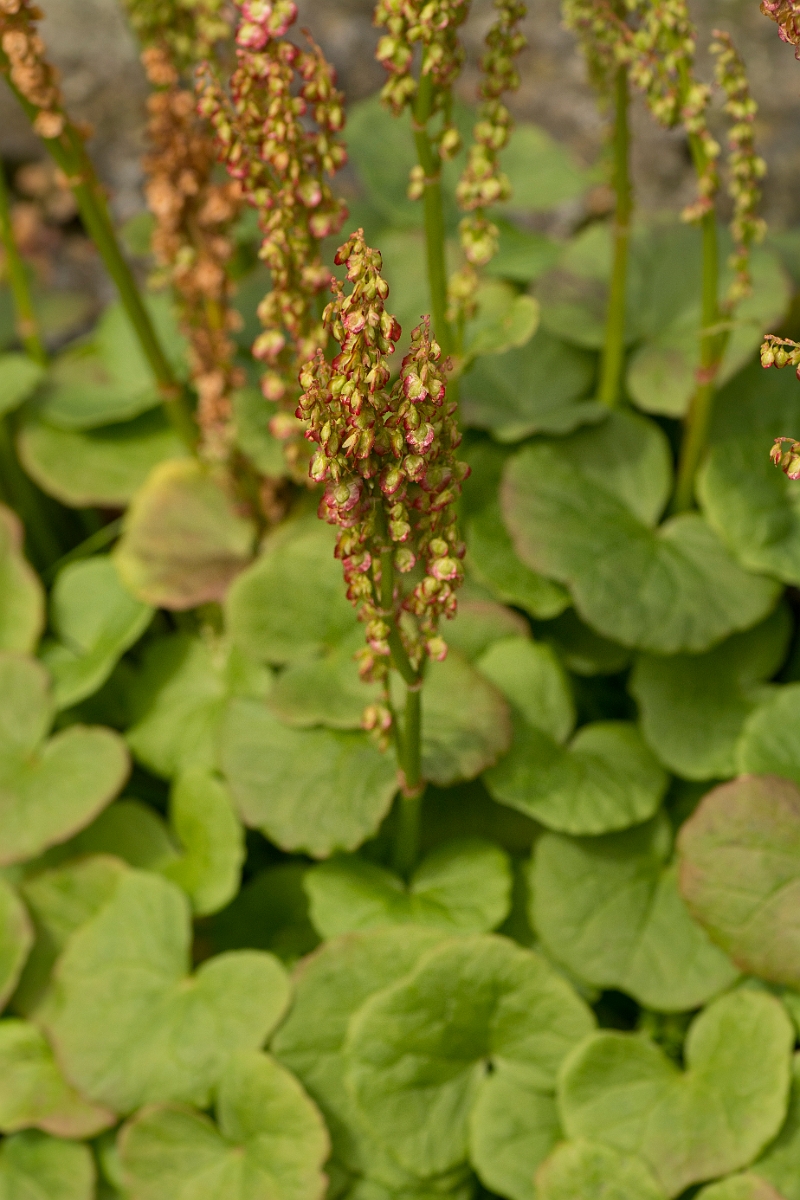 David Plant Photography - Wildlife Photography - Mountain sorrel - D.jpg - Mountain sorrel - Dumfries and Galloway