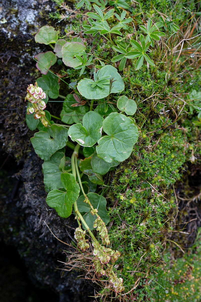 David Plant Photography - Wildlife Photography - Mountain sorrel - H.jpg - Mountain sorrel - Perthshire