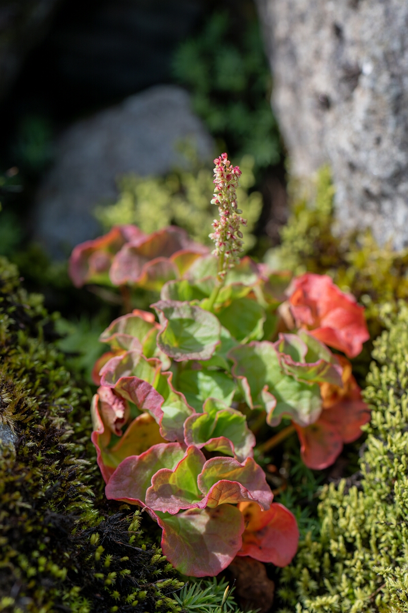 David Plant Photography - Wildlife Photography - Mountain sorrel - J.jpg - Mountain sorrel - Perthshire