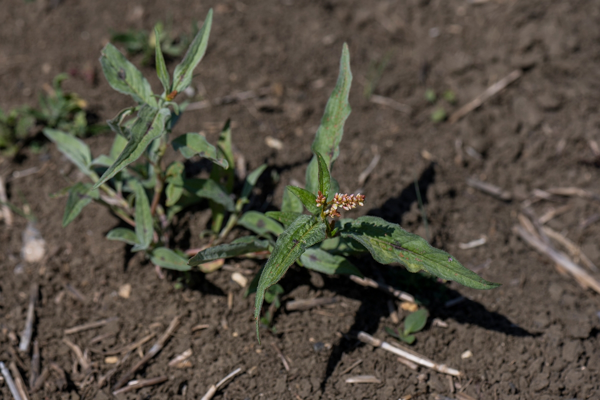 David Plant Photography - Wildlife Photography - Pale persicaria - A.JPG - Pale persicaria - Lincolnshire