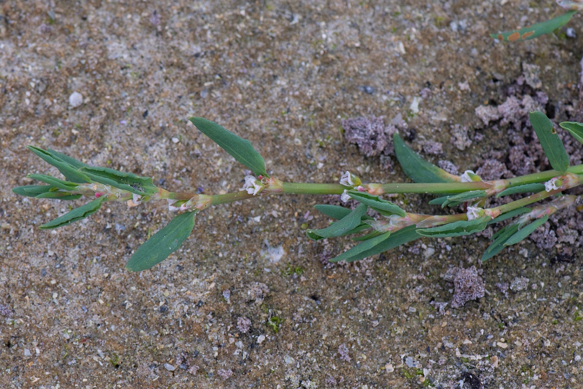 David Plant Photography - Wildlife Photography - Ray's knotgrass - C.JPG - Ray's knotgrass - Caithness
