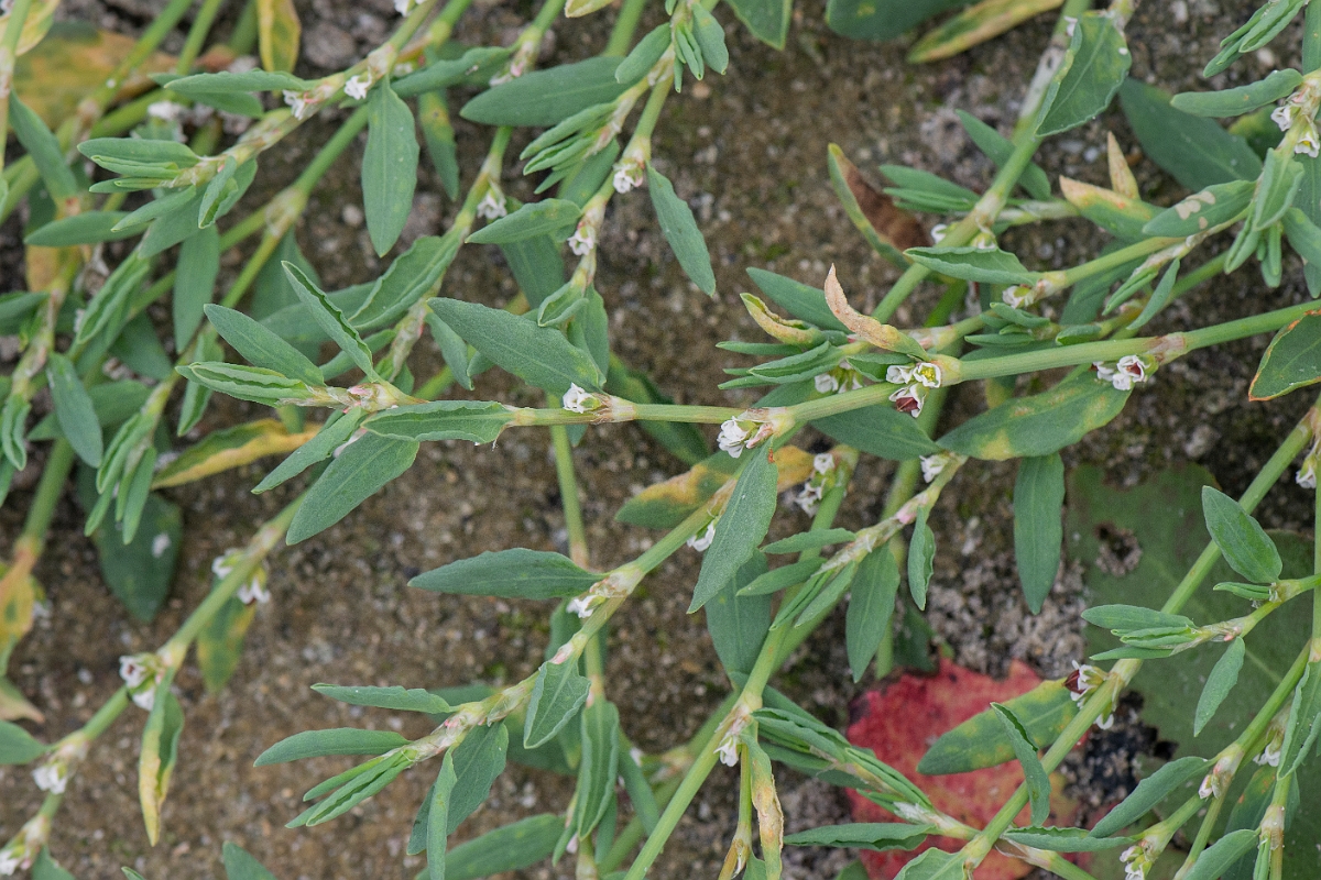 David Plant Photography - Wildlife Photography - Ray's knotgrass - D.JPG - Ray's knotgrass - Caithness