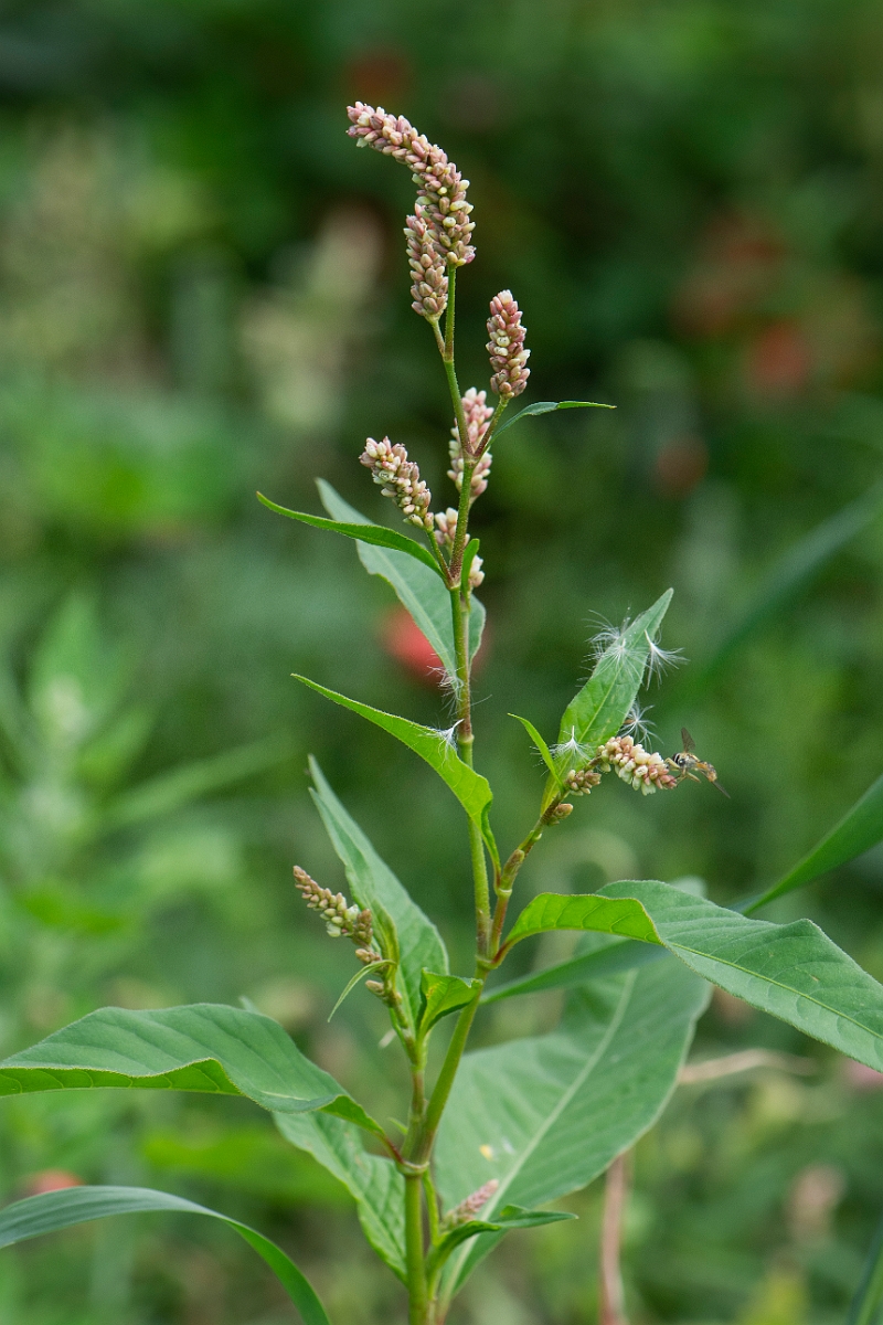 David Plant Photography - Wildlife Photography - Redshank - C.JPG - Redshank - Cambridgeshire