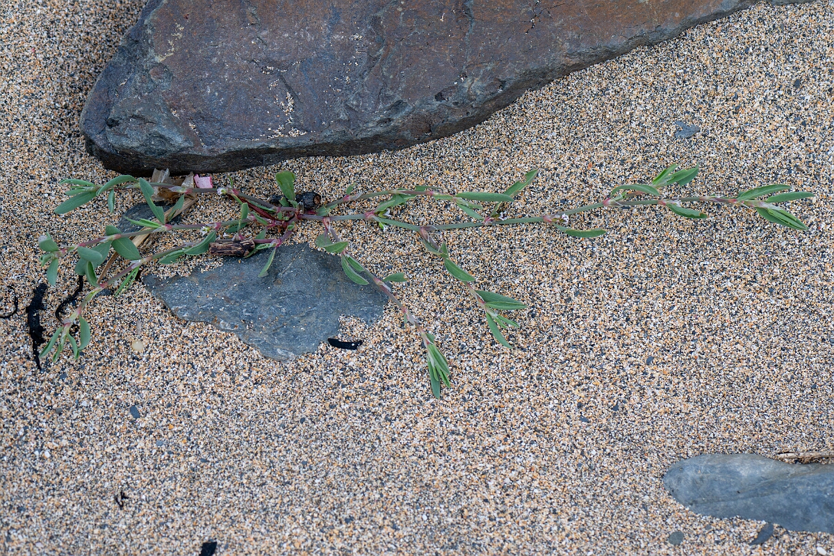 David Plant Photography - Wildlife Photography - Sea knotgrass - A.jpg - Sea knotgrass - Cornwall