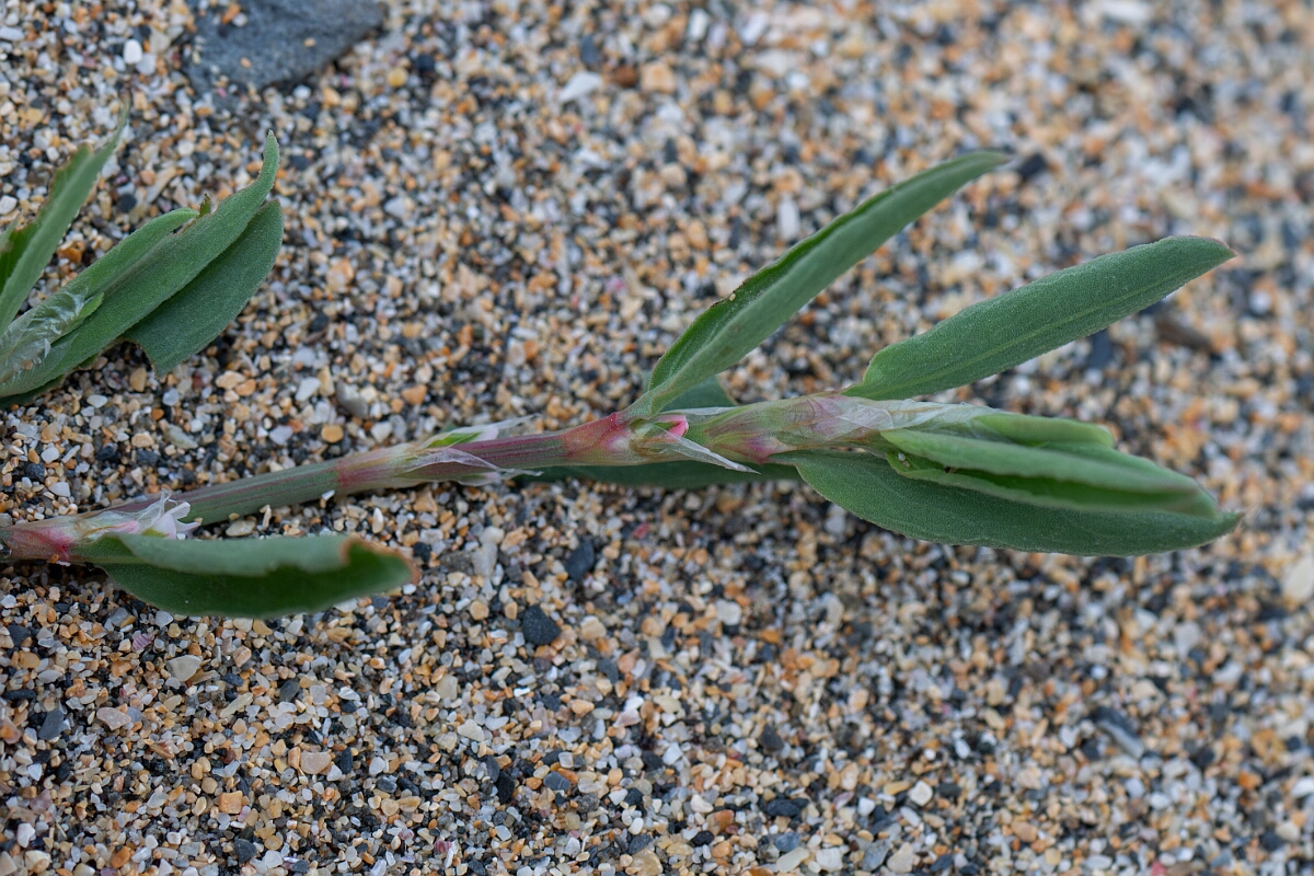 David Plant Photography - Wildlife Photography - Sea knotgrass - B.jpg - Sea knotgrass - Cornwall